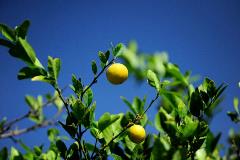 limon-sello
